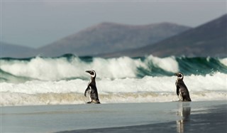 Falkland Islands weather forecast