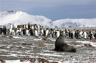 Falkland Islands weather forecast