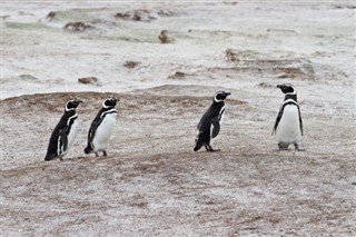 Falkland Islands weather forecast