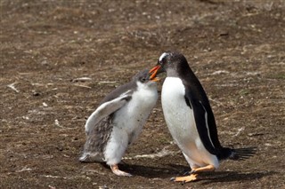 Falklandski otoci vremenska prognoza