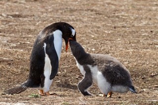 Falkland Islands weather forecast