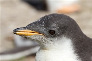 Falkland Islands weather forecast