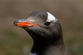 Falkland Islands weather forecast