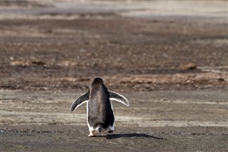 Falkland Islands weather forecast