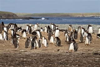 Falklandski otoci vremenska prognoza