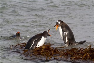 Falkland Islands weather forecast