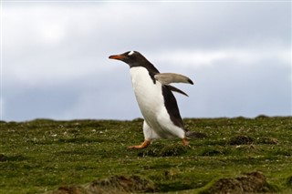 Falkland Eilanden weersvoorspelling