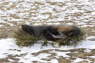 Falklandski otoci vremenska prognoza