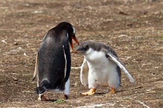 Falkland Islands weather forecast