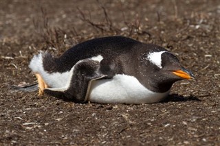 Falkland Islands weather forecast