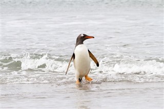 Falkland Islands weather forecast