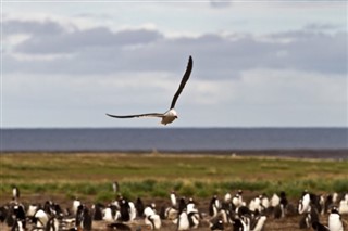 Falkland Islands weather forecast