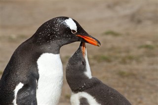 Falkland Islands weather forecast