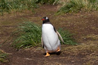 Falkland Islands weather forecast