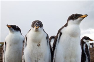 Falkland Islands weather forecast