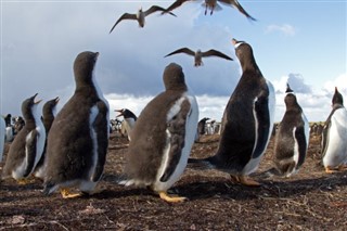 Falkland Islands weather forecast