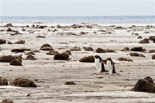 Falkland Islands weather forecast