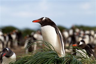 Falkland Islands weather forecast