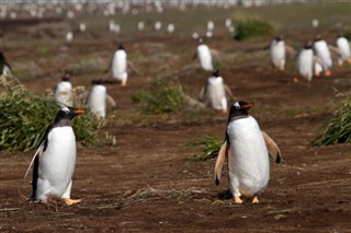 Falkland Islands weather forecast