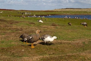 Falkland Islands weather forecast