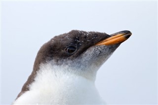 Falkland Islands weather forecast