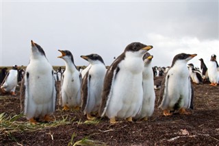 Falkland Islands weather forecast