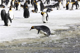 Falkland Islands weather forecast