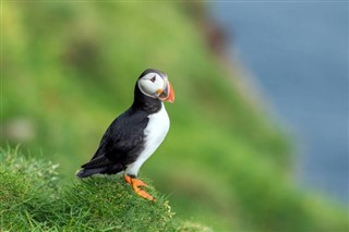 Faroe Island weather forecast