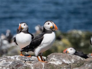 Faroe Island weather forecast