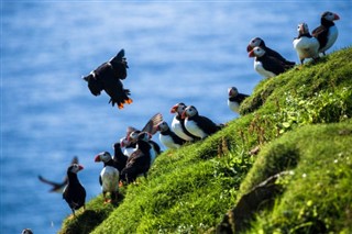 Faroe Island weather forecast