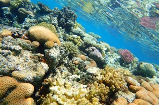 Fiji pronóstico del tiempo