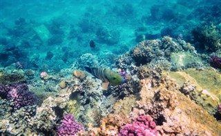 Fiji pronóstico del tiempo