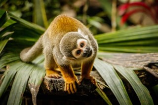 Guayana francés pronóstico del tiempo