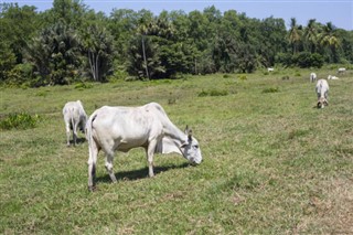 French Guiana weather forecast