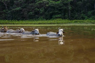 French Guiana weather forecast