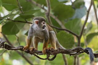 French Guiana weather forecast