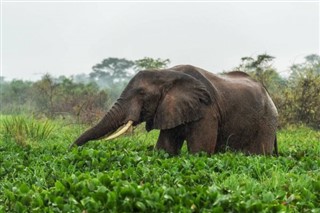 Gabon weather forecast