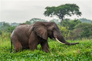 Gabon weather forecast