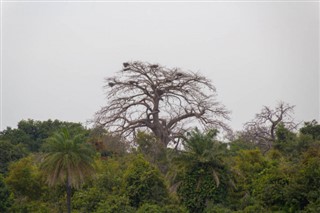 Gambia weather forecast