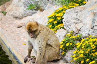 Gibraltar prognoza pogody