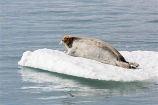 Greenland weather forecast