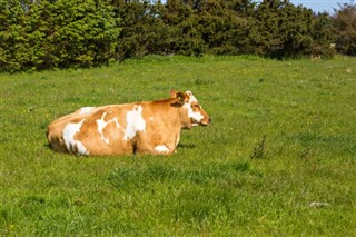 Guernsey weather forecast