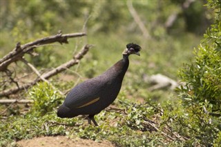 Guinea weather forecast