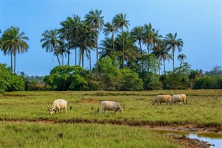 Guinea weather forecast