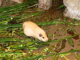 Guinea weather forecast