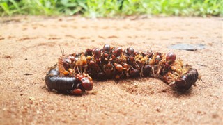 Guinea-Bissau weather forecast