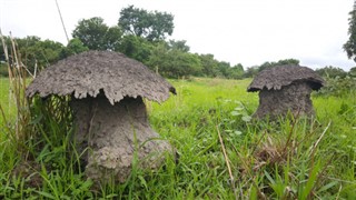 Guinea-Bissau weather forecast