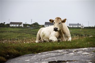 Ireland weather forecast