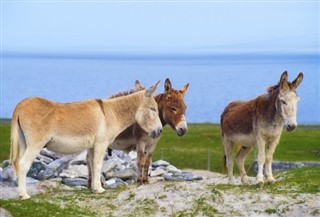 Ireland weather forecast