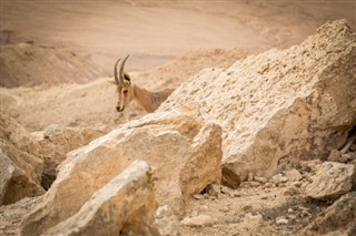 Israel weather forecast